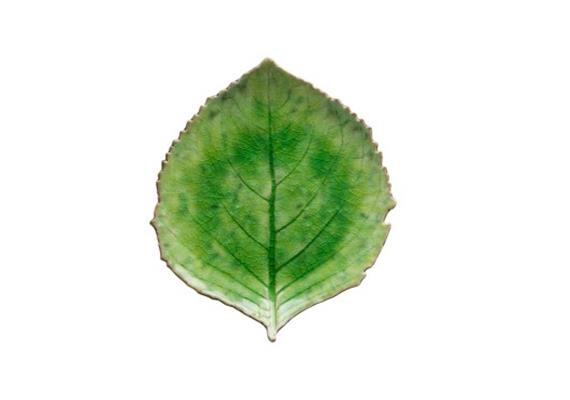 Costa Nova Riviera Teller Hydrangea 22cm grün